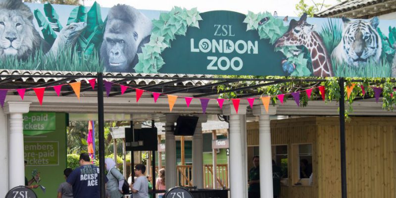 TVWS Google Trial At ZSL London Zoo