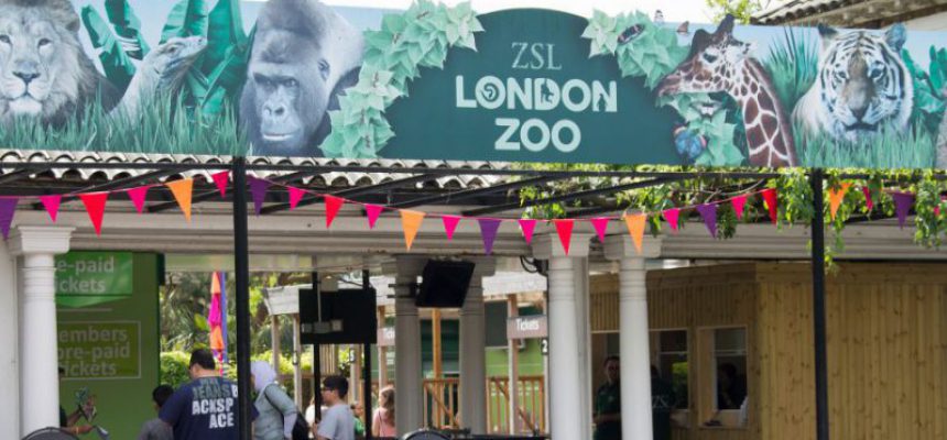 TVWS Google Trial At ZSL London Zoo